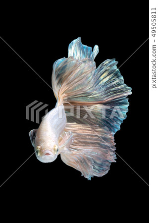 Close up art movement of Siamese fighting fish Close up art movement of Siamese fighting fish 49505811