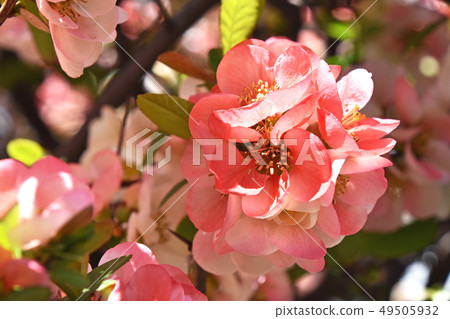 散景（皺巴巴的） 49505932