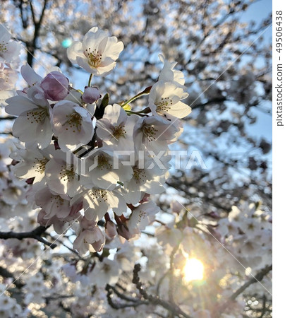 Cherry Blossoms Cherry Blossoms 49506438