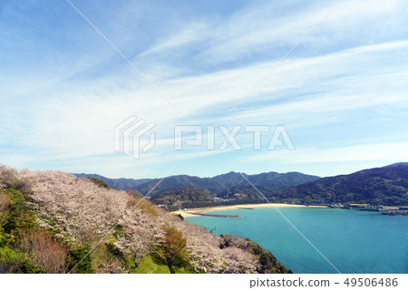 Cherry blossoms in full bloom and Shiratsurugahama 49506486