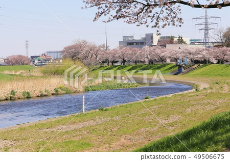 Cherry Blossoms Cherry Blossoms 49506675