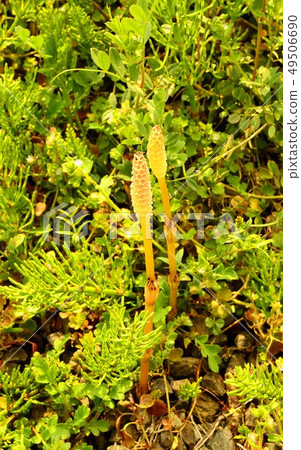 筑紫 筑紫 49506690