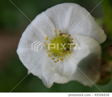 Nice close up flower with pollen Nice close up flower with pollen 49506836
