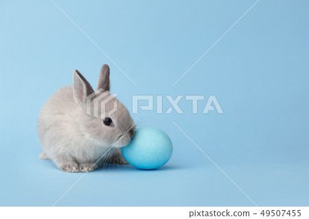Easter bunny with egg on blue background Easter bunny with egg on blue background 49507455