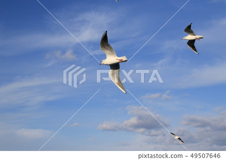 Seagull Seagull 49507646