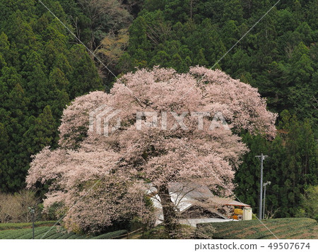 Water-eye cherry blossoms in full bloom Water-eye cherry blossoms in full bloom 49507674