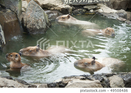 Open-air bath of capybara (Izu Shaboten animal park) 49508486