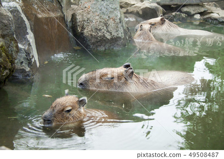 水豚露天浴池（伊豆Shaboten動物園） 49508487