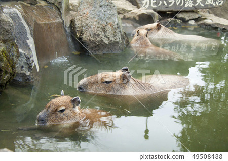 Open-air bath of capybara (Izu Shaboten animal park) 49508488