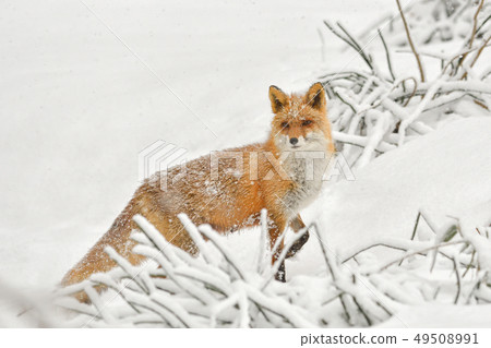 Spring Snow 49508991