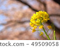 強姦開花開花與櫻花在背景中 49509058