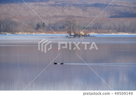 在早春拍攝大沼湖平靜的水面在北海道Nanaecho大沼公園 在早春拍攝大沼湖平靜的水面在北海道Nanaecho大沼公園 49509149