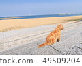 在海灘的茶老虎 49509204