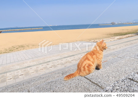 在海灘的茶老虎 在海灘的茶老虎 49509204