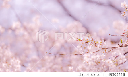Cherry Blossoms	 49509316