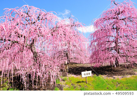 鈴鹿森林花園的垂枝梅 49509593