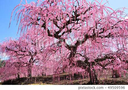 鈴鹿森林花園的垂枝梅 照片素材 圖片 圖庫