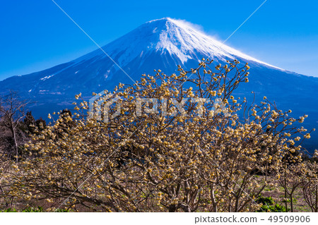 Mitsumata flowers and Mt. Fuji in Shiraito Nature Park (Shizuoka Prefecture) Mitsumata flowers and Mt. Fuji in Shiraito Nature Park (Shizuoka Prefecture) 49509906