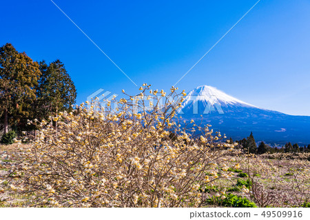 Mitsumata flowers and Mt. Fuji in Shiraito Nature Park (Shizuoka Prefecture) Mitsumata flowers and Mt. Fuji in Shiraito Nature Park (Shizuoka Prefecture) 49509916