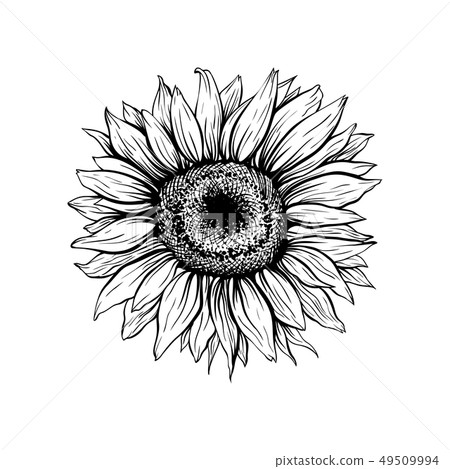 Sunflower hand drawn ink pen illustration Sunflower hand drawn ink pen illustration 49509994