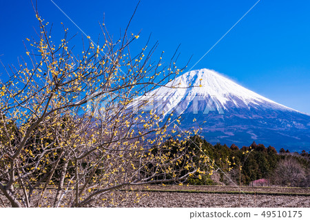 (Shizuoka Prefecture) Lobai flowers and Mt. Fuji (Shizuoka Prefecture) Lobai flowers and Mt. Fuji 49510175