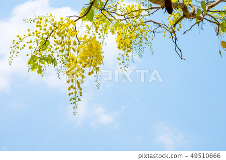 Golden shower (Cassia fistula) on blue sky Golden shower (Cassia fistula) on blue sky 49510666