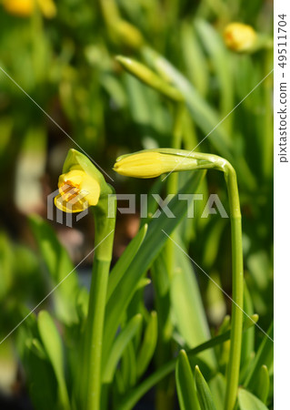 Daffodil Tete a Tete 49511704
