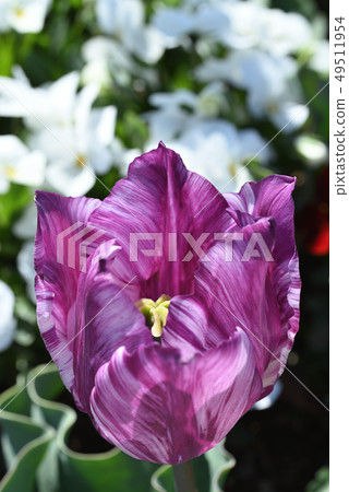 Tulip Tulip 49511954