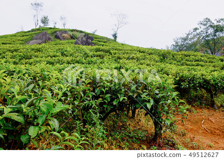 Tea plantation landscape in Sri Lanka 49512627