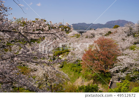 Kikuchi公園的櫻花和菊池神社盛開的風景。 49512672