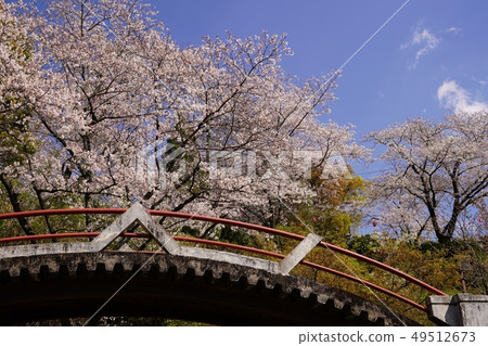 Kikuchi公園的櫻花和菊池神社盛開的風景。 Kikuchi公園的櫻花和菊池神社盛開的風景。 49512673