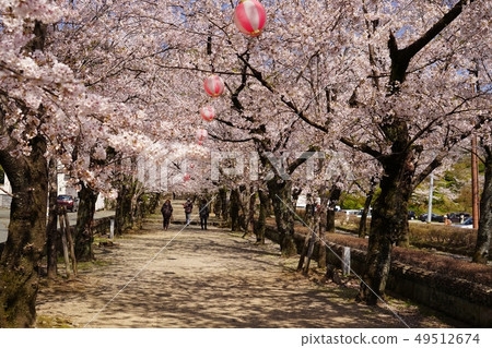 Kikuchi公園的櫻花和菊池神社盛開的風景。 49512674
