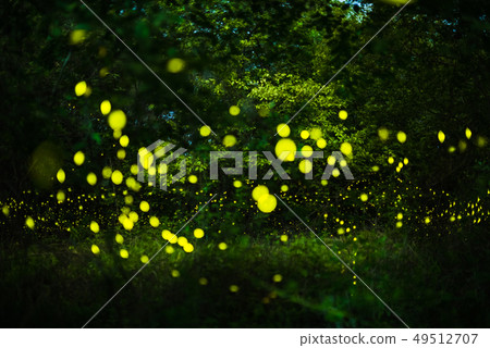 Firefly flying in the night forest Firefly flying in the night forest 49512707