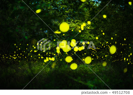Firefly flying in the night forest 49512708