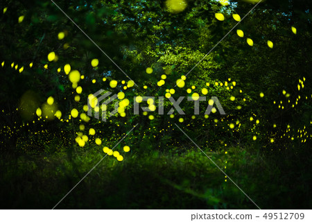Firefly flying in the night forest 49512709