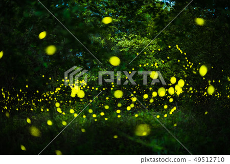 Firefly flying in the night forest 49512710