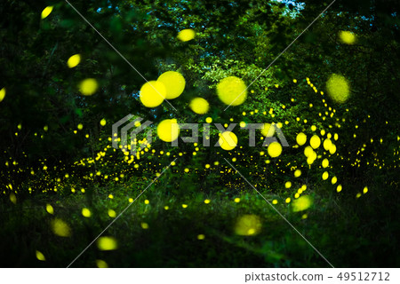 Firefly flying in the night forest Firefly flying in the night forest 49512712