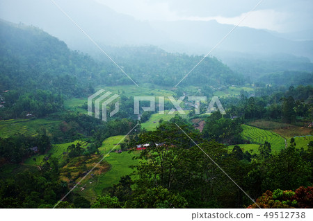 green tee terrasses in the highland from Sri Lanka 49512738