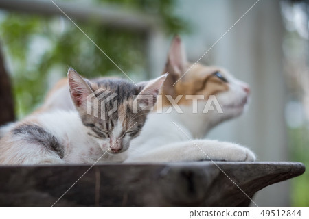 cat mom and small kitten cat mom and small kitten 49512844
