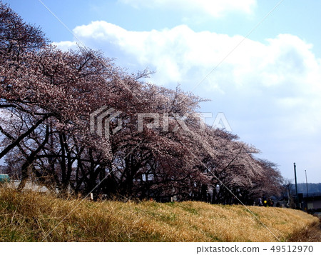 Cherry blossoms of the Tama River embankment 49512970