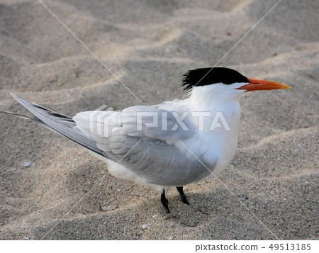 One American Great Tern (Thalasseus maximus) 49513185
