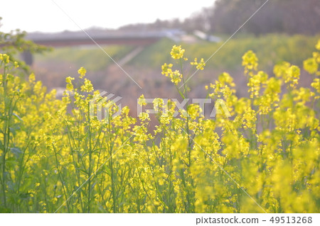 Rape blossoms on the bank Rape blossoms on the bank 49513268