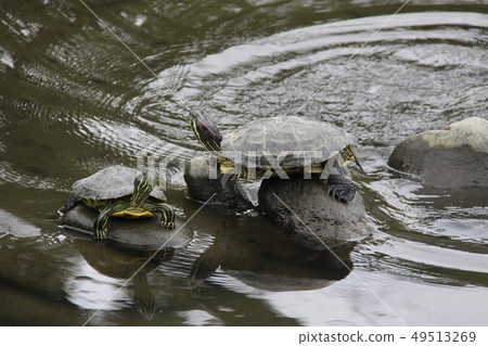  Turtle 49513269