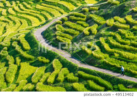 白米Senjita 白米Senjita 49513402