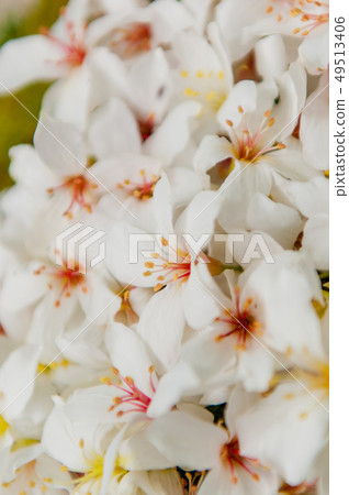 特寫白色油桐花, 五月雪, 客家桐花季,木油桐花 49513406