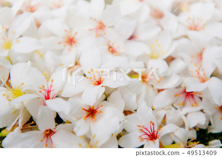 特寫白色油桐花, 五月雪, 客家桐花季,木油桐花 49513409