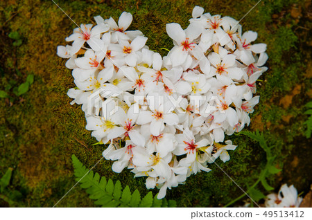 I love you, white tung tree flower, May snow, Hakka tung flower season, wood tung flower I love you, white tung tree flower, May snow, Hakka tung flower season, wood tung flower 49513412