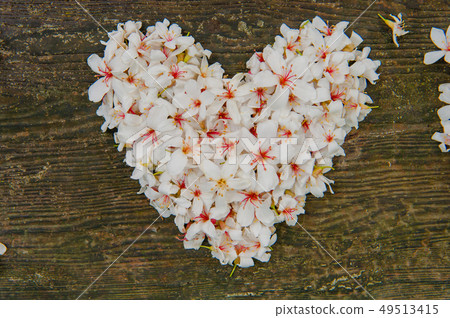 我愛你,白色油桐花, 五月雪, 客家桐花季,木油桐花 49513415