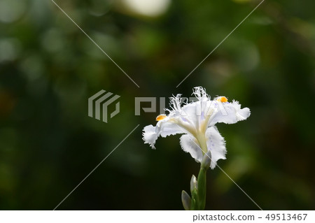 沙加在公園裡 沙加在公園裡 49513467