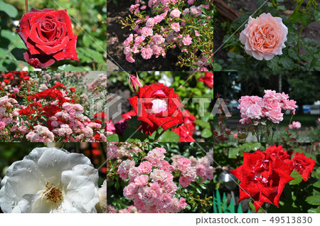 Set of different garden roses 49513830